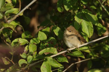 Güzel bir Reed Warbler, Acrocephalus scirpaceus, bataklığın kenarında bir sazlığa tünemiş..