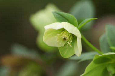 Güzel bir Noel Gülü Helleborus çiçeği.