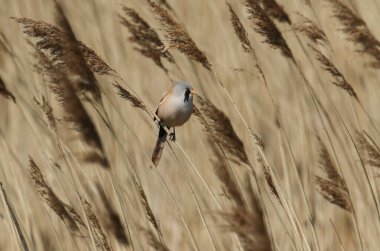 A pretty Bearded Tit, Panurus biarmicus, perching on the stem of a reed at the edge of a river in Kent, UK.
