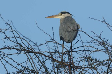 Güzel bir gri balıkçıl (Ardea cinerea) kışın bir ağacın tepesinde tünemektedir..