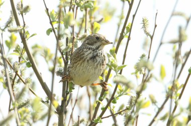 Güzel bir mısır gevreği, Emberiza calandra, gagasında bir böcekle bir söğüt ağacının dalına tünemiş..
