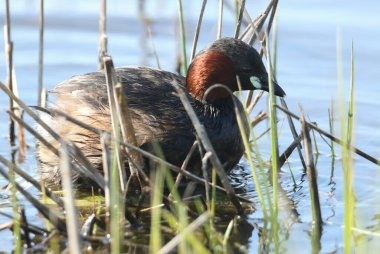 Küçük şirin bir yunus balığı, taşibaptus ruficollis, sazlıklardaki yuvasında oturuyor..