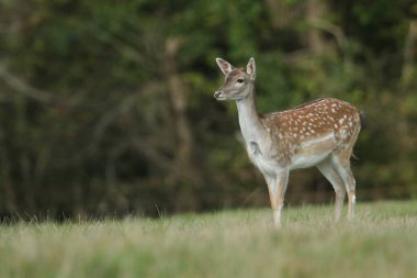 Güzel bir Fallow Deer Hind, Dama dama, çiftleşme mevsiminde bir tarlada duruyor..
