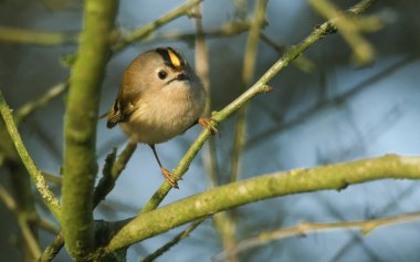 Güzel bir Goldcrest (Regulus regulus) ağaçtaki bir dala tünemektedir. Yemek için böcek avlıyor..