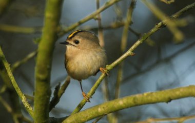 Güzel bir Goldcrest (Regulus regulus) ağaçtaki bir dala tünemektedir. Yemek için böcek avlıyor..