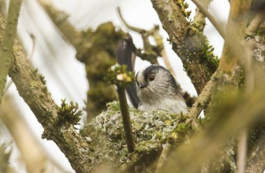 A Long-tailed Tit (Aegithalos caudatus) building its nest.