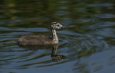 Şirin bir bebek Great crested Grebe, Podiceps kristali, İngiltere 'de hızlı akan bir nehirde yüzüyor..