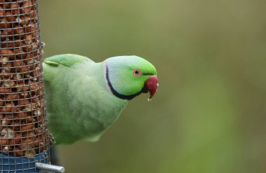 A pretty ring-necked, or rose-ringed Parakeet feeding from a peanut feeder. It is the UK's most abundant naturalised parrot. clipart