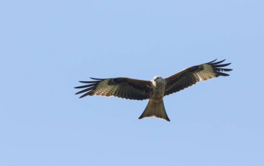 Muhteşem bir Kızıl Uçurtma, Milvus Milvus, mavi gökyüzünde uçuyor.