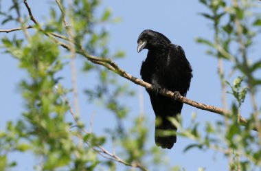Bir Carrion Crow, Corvus corone, bir ağacın dalına tünemiş..