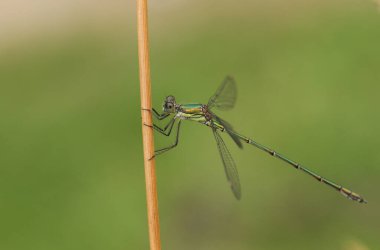 Büyüleyici bir Willow Emerald Damselfly, Chalcolestes viridis, bir gölün kenarındaki çim gövdesine tünemişti..