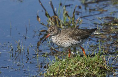 Güzel bir Redshank, Tringa totanus, sular altındaki bir çayırda yiyecek aramak için suda yüzüyor..