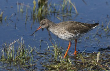 Güzel bir Redshank, Tringa totanus, sular altındaki bir çayırda yiyecek aramak için suda yüzüyor..