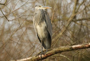 Gri balıkçıl (Ardea cinerea) ağaçta yüksek bir dalda oturur..