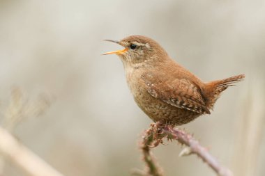 Çalı çalılarının üzerinde tüneyen bir Wren şarkı söylüyor.