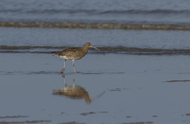 Norfolk kıyılarından beslenen güzel bir Curlew (Numenius arquata).