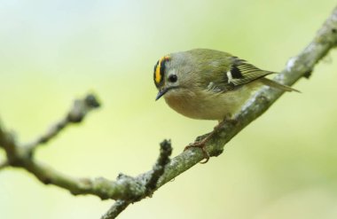 Bir Goldcrest, Regulus regulus, baharda bir ağacın dalına tünemiş. Bir eş bulmaya çalışıyor..