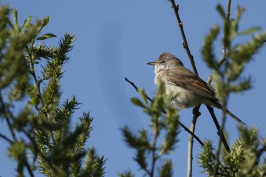 Güzel bir Whitethroat, Sylvia Communis, baharda bir söğüt ağacına tünemiş..