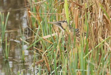 Nadir bir Bittern (Botaurus stellaris) sazlıkta balık avlar..