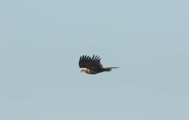 Muhteşem bir avcılık, Marsh Harrier, Circus aeruginosus, mavi gökyüzünde uçuyor..