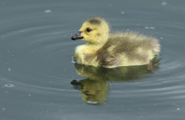 Tatlı bir Kanada Kuğusu (Branta kanadensis) gölde yüzüyor.