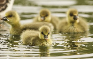 Tatlı Greylag Goose Gosling (Anser anser) gölde yüzüyor.