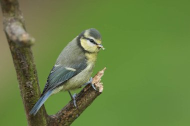 A cute baby Blue Tit, Cyanistes caeruleus, perching on a branch. It has been pecking at the decaying wood searching for insects to eat.