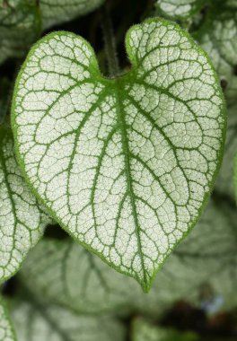 İngiltere 'de bir bahçede yetişen Brunnera' Jack Frost 'bitkisinin yaprağı..