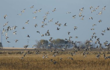 Uçan bir Curlew sürüsü, Numenius Arquata.
