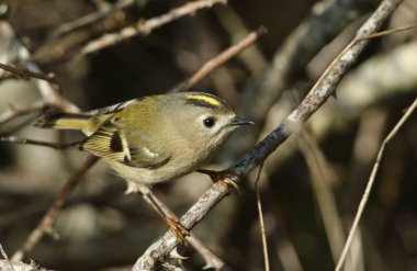 Küçük bir Goldcrest, Regulus regulus, çalılıklarda böcek avlıyor..
