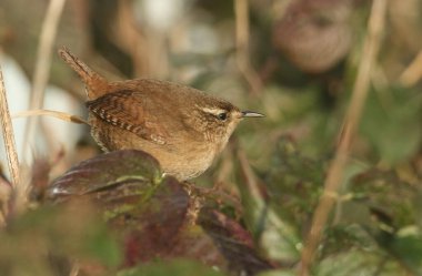 Şirin bir Wren, Troglodyler, çalıların üzerine tünemiş