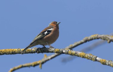 Göz kamaştırıcı bir erkek, Chaffinch, Fringilla coelebs, bir ağacın dalına tünemiş..