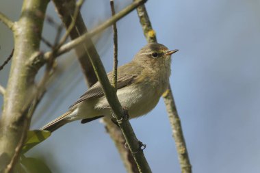 Güzel bir Chiffchaff, Phylloscopus Collybita, bir ağacın dalına tünemiş.. 