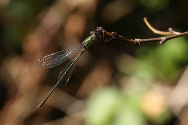 Ender görülen bir Willow Emerald Damselfly, Chalcolestes viridis, bir dal üzerine tünemiş.