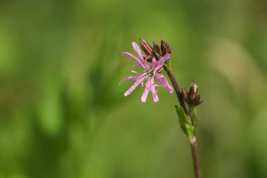 Güzel bir Ragged-Robin çiçeği, Lychnis flos-cuculi, baharda bir çayırda yetişiyor..