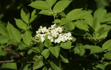 İlkbaharda İngiltere 'de bir Yaşlı Ağaç, Sambucus Nigra' nın çiçekleri ve yaprakları. 