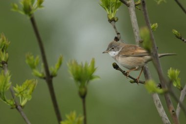 Baş döndürücü bir Whitethroat, Sylvia Communis, baharda bir ağacın dalına tünemiş..