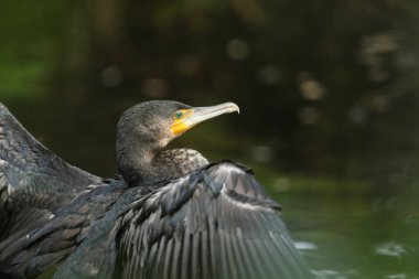 Bir karabatak, Phalacrocorax karbonhidrat, kanatlarını çırpıyor..