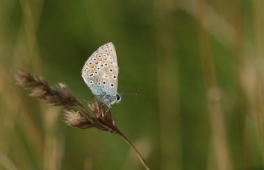 Bir dişi Mavi Kelebek (Polyommatus icarus) bir çimen tohumu başına tünemiştir..