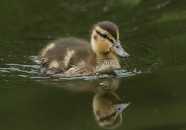 Şirin bir Mallard ördeği, Anas platyrhynchos, nehirde yiyecek arıyor..