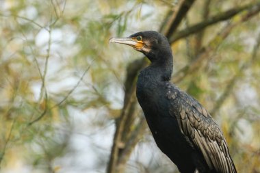 Büyüleyici bir karabatak, Phalacrocorax karbonhidrat, gölün üzerindeki bir ağaca tünemiş..