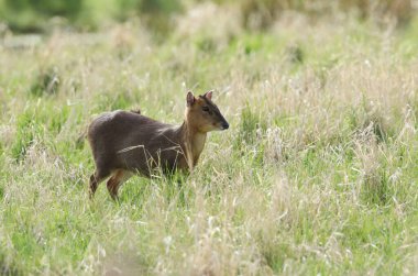 Güzel bir dişi Muntjac geyiği, Muntiacus reevesi, İngiltere 'deki ormanlık alanda besleniyor..