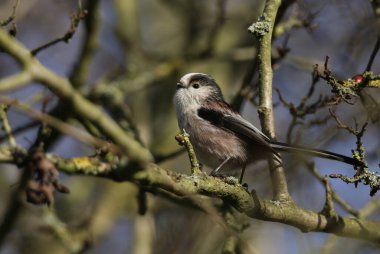 A cute Long-tailed Tit, Aegithalos caudatus, perched on a branch of a tree calling in Autumn.