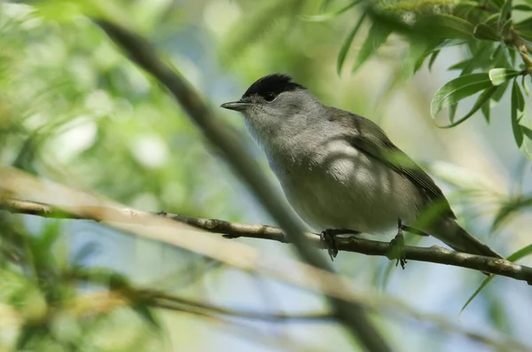 Egy Lenyűgöző Férfi Blackcap Sylvia Atricapilla Egy Faágon Tavasszal — Stock Fotó