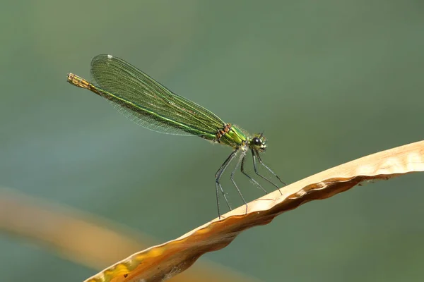 Pretty Female Banded Demoiselle Dragonfly Calopteryx Splendens Perching Reed Edge — Stock Photo, Image