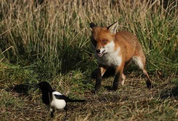 A magnificent hunting wild Red Fox, Vulpes vulpes, standing in a meadow. It is watching a Magpie.