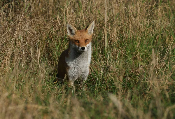 Hermoso Zorro Rojo Salvaje Vulpes Vulpes Cazando Comida Campo Borde — Foto de Stock