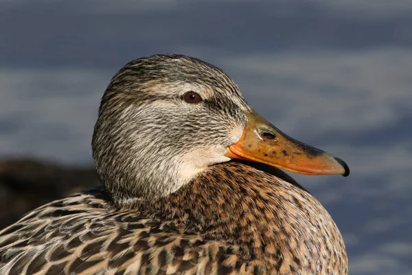 Egy Csinos Nőstény Mallard Kacsa Anas Platyrhynchos Amint Parton Pihen — Stock Fotó