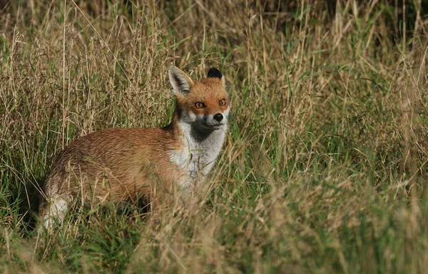 Bonito Selvagem Red Fox Vulpes Vulpes Caça Comida Grama Longa — Fotografia de Stock