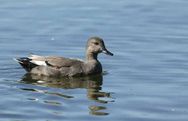 Pato Gadwall Macho Anas Strepera Nadando Lago Primavera — Fotografia de Stock